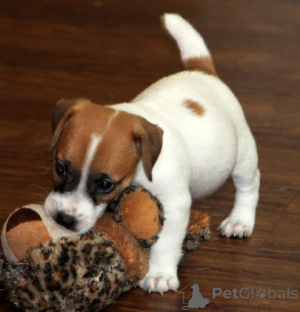 Photo №1. jack russell terrier - à vendre en ville de Aarbergen | 250€ | Annonce №144445