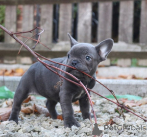 Photo №1. bouledogue - à vendre en ville de Namur | 200€ | Annonce №129078