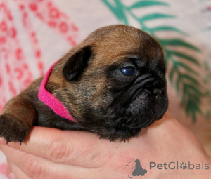 Photo №1. bouledogue - à vendre en ville de Bennäs | Gratuit | Annonce №162186