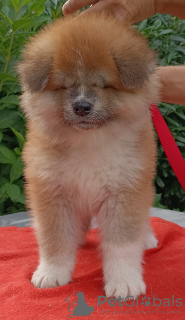 Photo №1. akita (chien) - à vendre en ville de Siedlisko | 1433€ | Annonce №64556