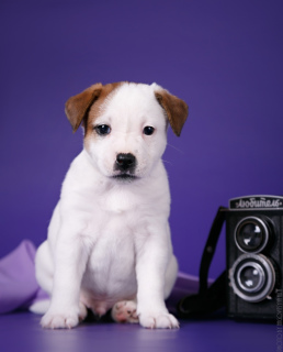 Photos supplémentaires: Je vends des chiots Jack Russell Terrier