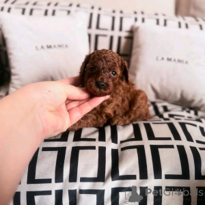 Photo №2 de l'annonce № 138056 de la vente caniche (jouet) - acheter à Espagne éleveur