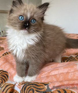 Photo №1. ragdoll - à vendre en ville de Milan | négocié | Annonce № 170879