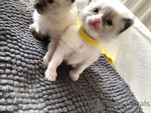 Photo №1. ragdoll - à vendre en ville de Berlin | 250€ | Annonce № 157422