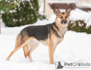 Photo №3. Beau chien métis Yasna 2 ans entre de bonnes mains. Fédération de Russie