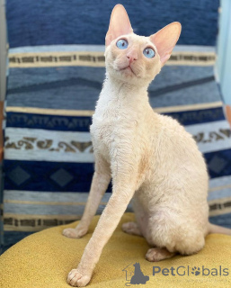 Photo №1. cornish rex - à vendre en ville de Aizlingen | 500€ | Annonce № 157700
