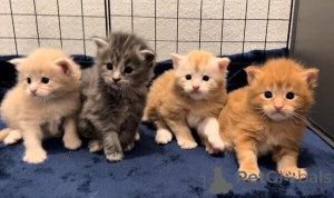 Photo №1. maine coon - à vendre en ville de Arnsberg | négocié | Annonce № 170320