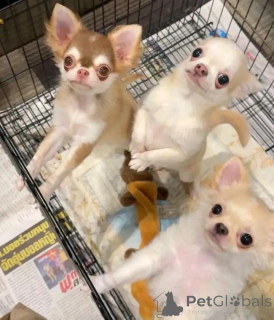 Photo №1. chihuahua - à vendre en ville de Helsinki | 500€ | Annonce №113475