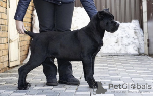 Photo №1. cane corso - à vendre en ville de Москва | 2001€ | Annonce №10600