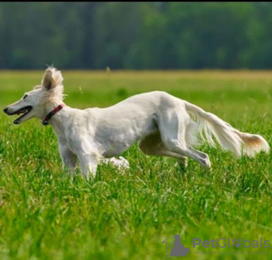 Photos supplémentaires: Chiots Saluki, femelles et mâles