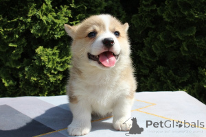 Photo №4. Je vais vendre welsh corgi en ville de Bachka-palanka. éleveur - prix - négocié