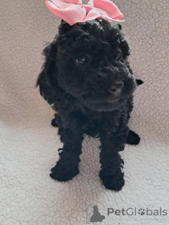 Photo №4. Je vais vendre caniche (jouet) en ville de Gioleika. annonce privée - prix - 400€