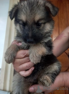 Photo №2 de l'annonce № 136646 de la vente berger allemand - acheter à Les philippines annonce privée, éleveur