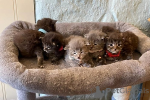 Photo №1. maine coon - à vendre en ville de Siegburg | 350€ | Annonce № 148548