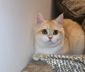 Photo №1. british shorthair - à vendre en ville de Dubai | 117€ | Annonce № 106678