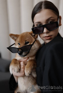 Photos supplémentaires: Chiots Shiba Inu avec pedigree RKF