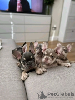 Photo №1. bouledogue - à vendre en ville de Helsinki | 700€ | Annonce №80048