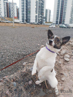 Photo №3. Petit chien joyeux. Fédération de Russie