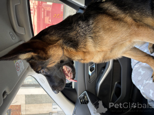 Photo №3. Le nom est Jane (VOTSAP32470065950). Belgique