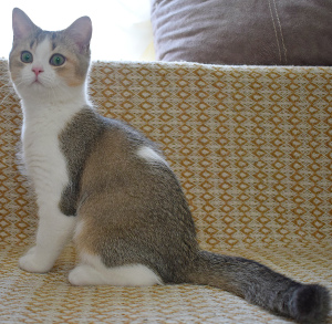 Photo №3. Chatons écossais de couleur dorée bicolore. Fédération de Russie