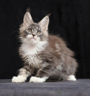 Photo №1. maine coon - à vendre en ville de Mindelheim | 350€ | Annonce № 150497