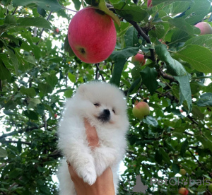 Photos supplémentaires: Spitz de Poméranie