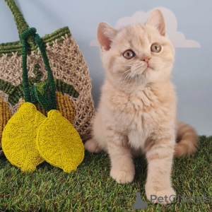 Photo №3. Rencontrez Oliver, notre pimpant petit gentleman aux yeux dorés et au cœur plein. Luxembourg