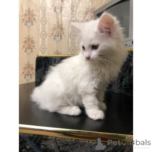 Photo №1. angora turc - à vendre en ville de Unterrschleißheim | 350€ | Annonce № 174416