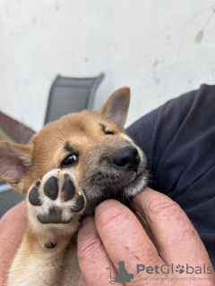 Photos supplémentaires: Chiots Shiba Inu