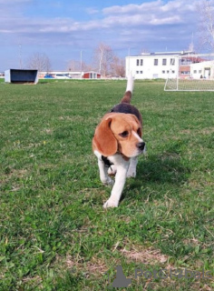 Photos supplémentaires: beagle