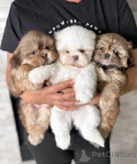 Photo №1. shih tzu - à vendre en ville de Anvers | 700€ | Annonce №161878