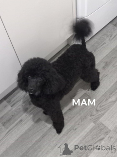 Photo №2 de l'annonce № 172197 de la vente caniche (jouet) - acheter à Pays Bas annonce privée