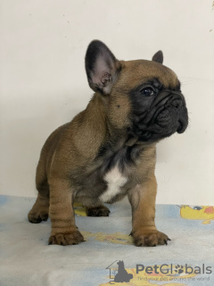 Photos supplémentaires: Chiots bouledogue français à vendre