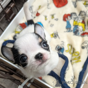 Photo №2 de l'annonce № 163643 de la vente chihuahua - acheter à La finlande annonce privée, de l'abri