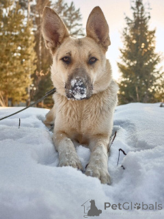 Photo №4. Je vais vendre chien bâtard en ville de Москва.  - prix - Gratuit