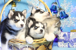 Photo №1. husky de sibérie - à vendre en ville de  | Négocié | Annonce №4443