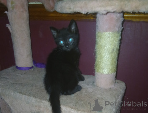 Photo №2 de l'annonce № 139237 de la vente british shorthair - acheter à La Grande-Bretagne 