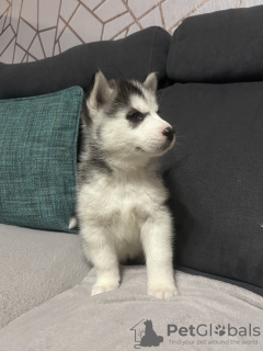 Photo №3. Chiots husky sibériens aux yeux bleus à vendre. USA