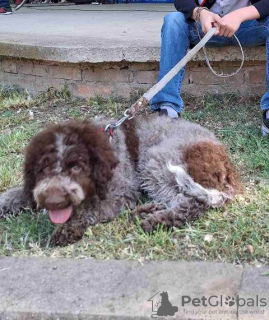 Photos supplémentaires: Chiots Lagotto Romagnolo