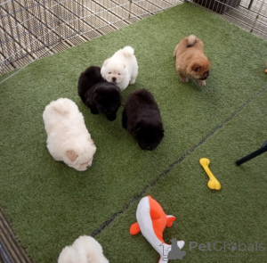 Photo №3. Woo !! Adorables chiots Chow Chow à réintégrer ... Canada