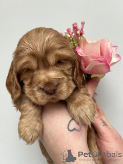 Photo №4. Je vais vendre cocker spaniel anglais en ville de Bretzfeld. annonce privée - prix - 1800€