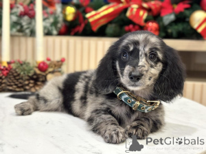 Photo №4. Je vais vendre teckel en ville de Bellinzona. annonce privée - prix - 581€