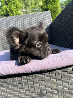 Photo №3. Bouledogue français moelleux. Serbie