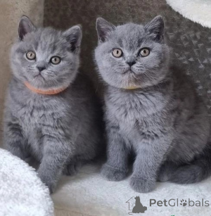 Photo №1. british shorthair - à vendre en ville de San Marino | négocié | Annonce № 168513