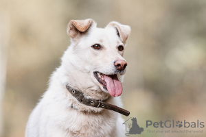 Photo №2 de l'annonce № 76937 de la vente chien bâtard - acheter à Fédération de Russie annonce privée