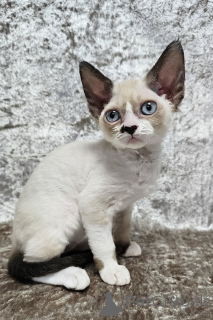 Photo №1. devon rex - à vendre en ville de Port Melbourne | 2809€ | Annonce № 176607
