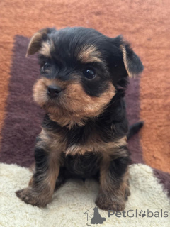 Photo №3. Chiots mini york. Georgia