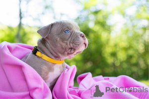 Photo №1. chien bâtard - à vendre en ville de Tallinn | négocié | Annonce №144517