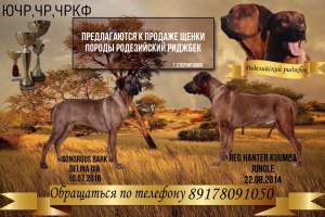 Photo №1. chien de rhodésie à crête dorsale - à vendre en ville de Стерлитамак | Négocié | Annonce №4393