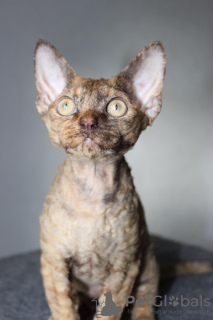 Photo №2 de l'annonce № 75370 de la vente devon rex - acheter à Biélorussie éleveur
